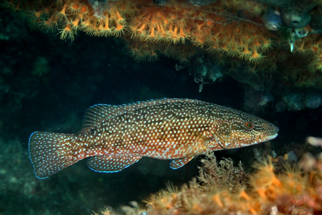 Labrus viridis (Tordo marvizzo)